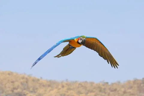 Parrot Stock Photos