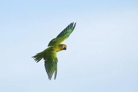 Parrot Stock Photos