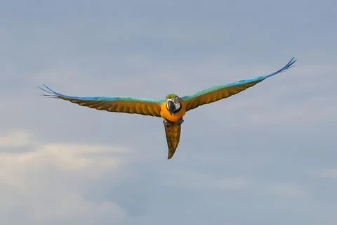 Parrot Stock-Fotos