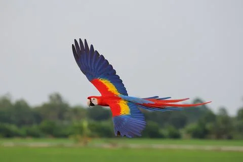 Parrot Stock Photos