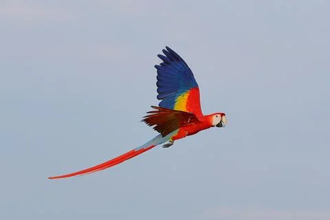 Parrot Stock Photos