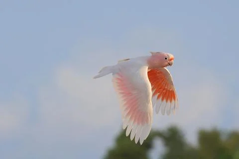 Parrot Stock Photos