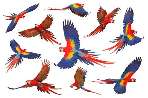 Parrot Foto stock
