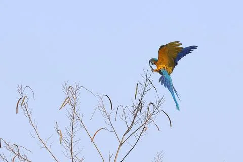 Parrot Stock Photos