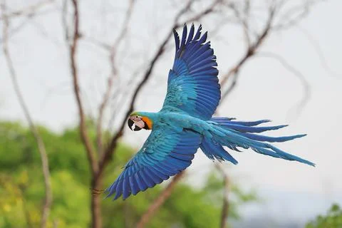 Parrot Foto stock