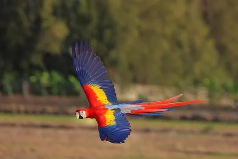 Parrot Stock-Fotos