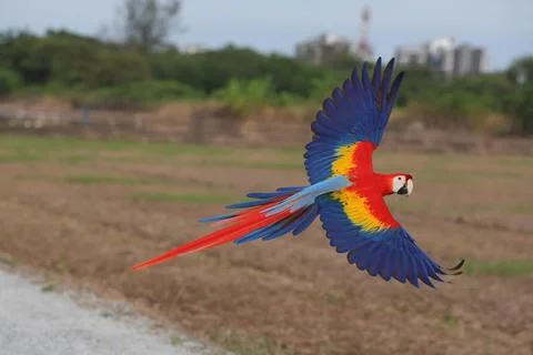 Parrot Foto stock