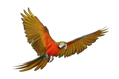 Parrot Stock Photos