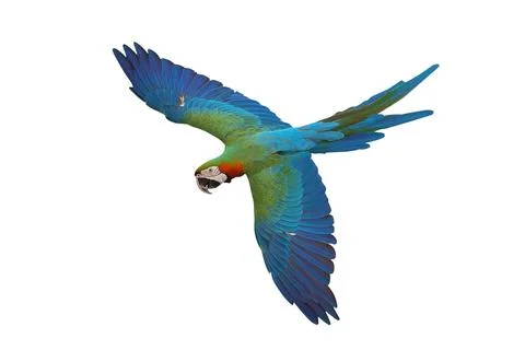 Parrot Foto stock