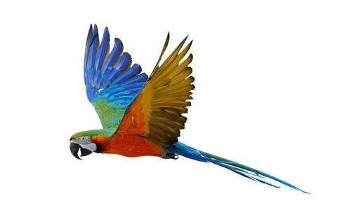Parrot Foto stock