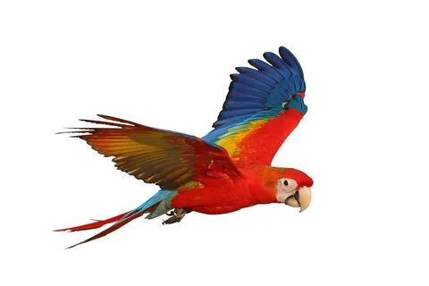 Parrot Foto stock