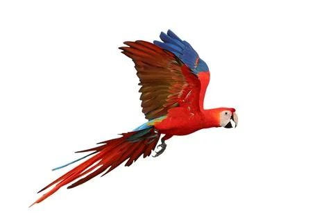 Parrot Foto stock