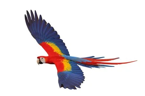Parrot Foto stock