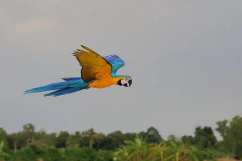 Parrot Stock Photos