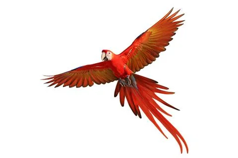 Parrot 写真素材