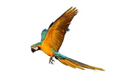 Parrot 写真素材