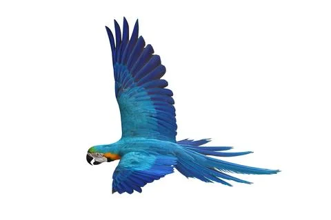 Parrot Foto stock