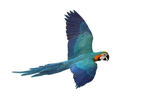 Parrot 写真素材