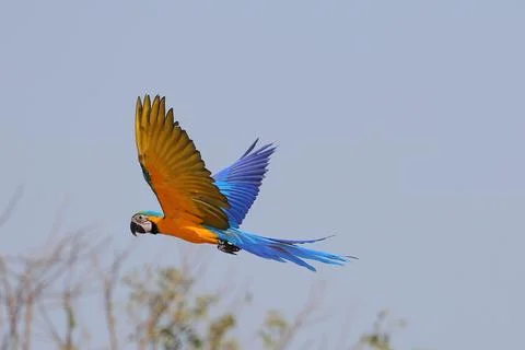 Parrot 写真素材