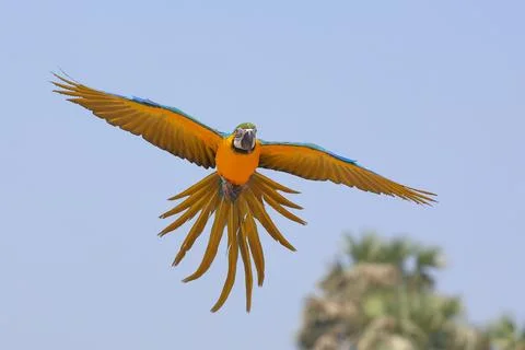 Parrot Stock Photos