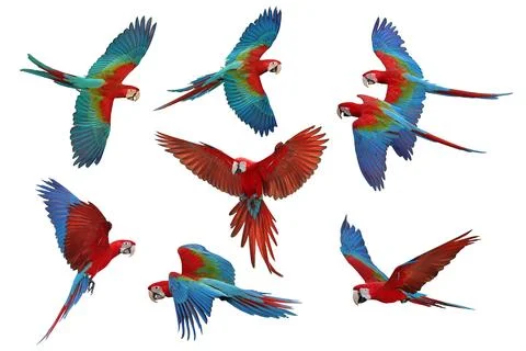 Parrot Foto stock
