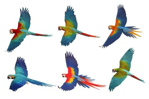Parrot Foto stock