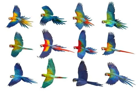 Parrot Foto stock