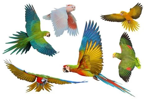 Parrot Foto stock