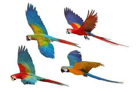 Parrot Stock Photos