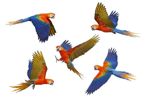 Parrot Foto stock