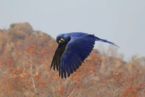 Parrot Foto stock