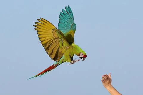 Parrot Stock-Fotos