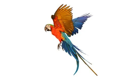Parrot Stock Photos
