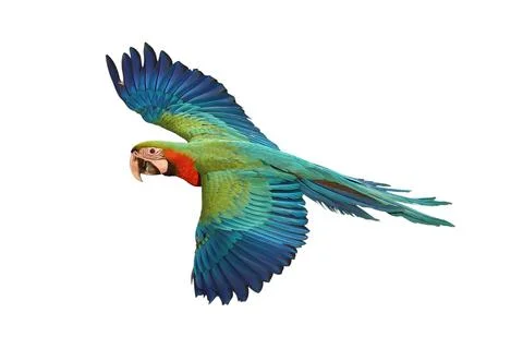 Parrot Foto stock