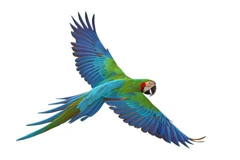 Parrot Foto stock