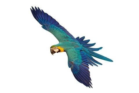 Parrot Stock Photos