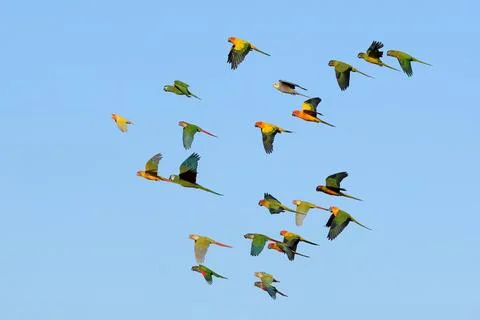 Parrot Stock Photos