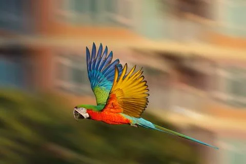 Parrot Stock Photos