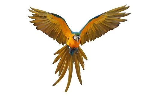 Parrot Stock Photos
