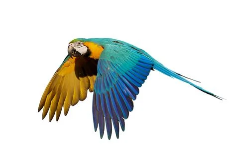 Parrot Stock Photos