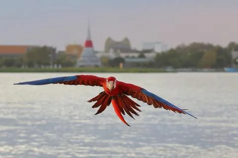 Parrot Stock Photos