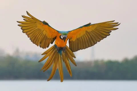 Parrot Foto stock