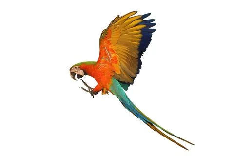 Parrot 写真素材