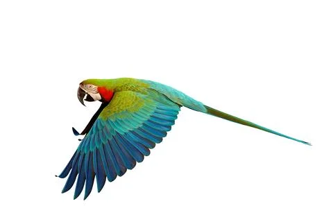 Parrot Stock Photos