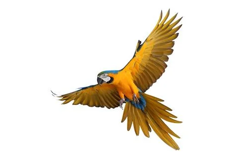 Parrot 写真素材