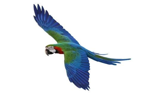Parrot 写真素材