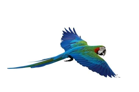 Parrot 写真素材