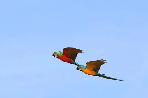 Parrot 写真素材