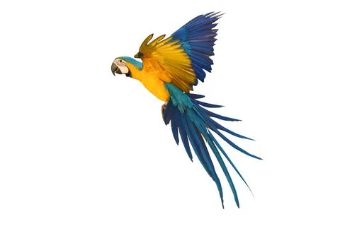 Parrot Stock Photos