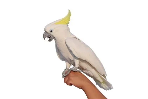 Parrot Foto stock